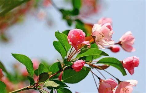 海棠花 象徵|海棠花的寓意和意义（探寻海棠花在中国文化中的深刻寓意）